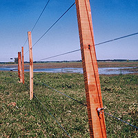 Colonie suisse de Baradero, novembre 1998. Photo Christophe Mauron.
